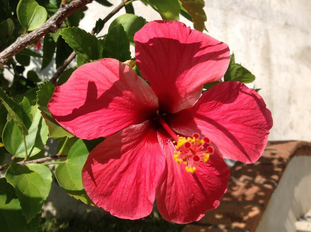 Casa Flor De Mar 호텔 지폴리테 외부 사진